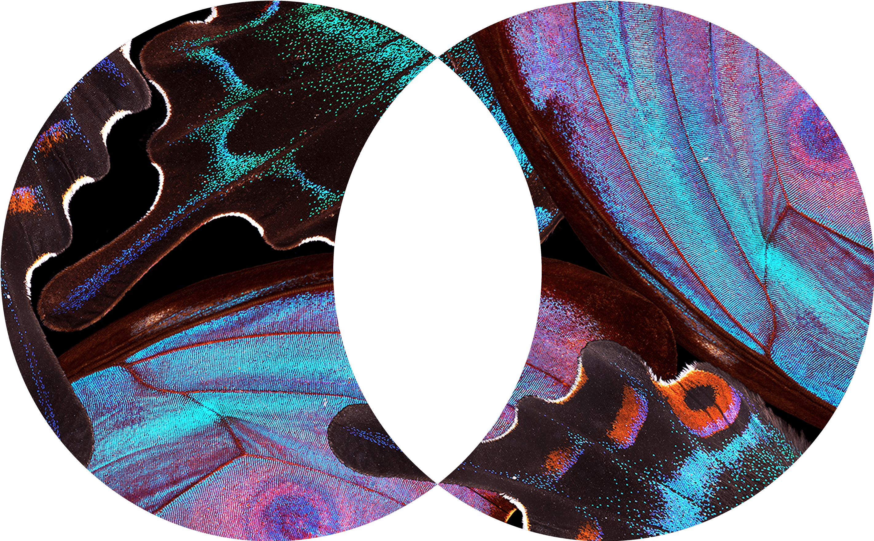 circles-social-media